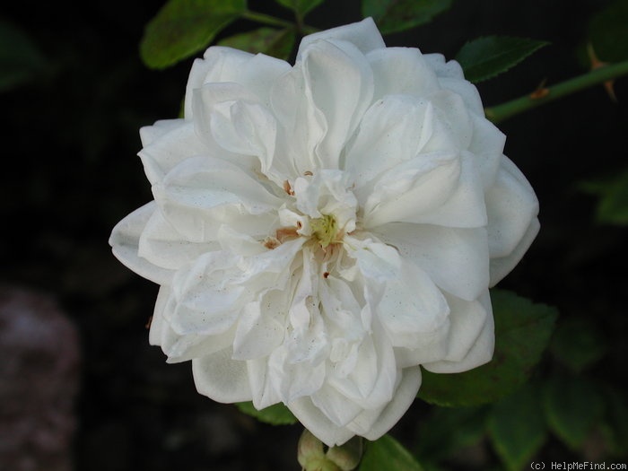 'R. poteriifolia X Old Blush' rose photo