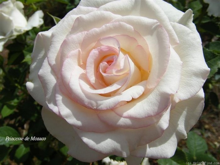 'Princesse de Monaco ® (hybrid tea, Meilland, 1971/81)' rose photo