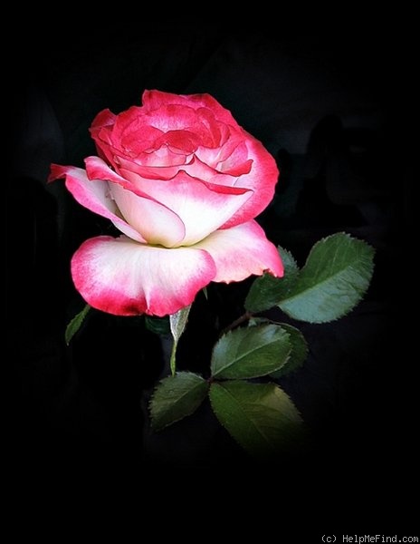 'Heart 'n' Soul' rose photo