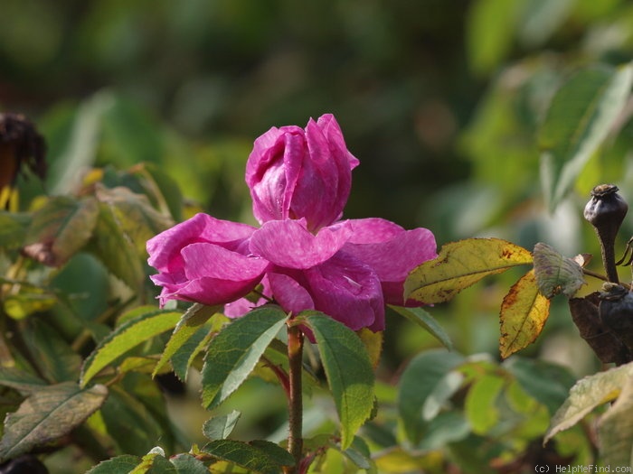 'Marbrée (Portland, Robert, 1858)' rose photo