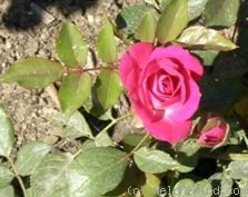 'Aristocrat ™ (miniature, White 2002)' rose photo