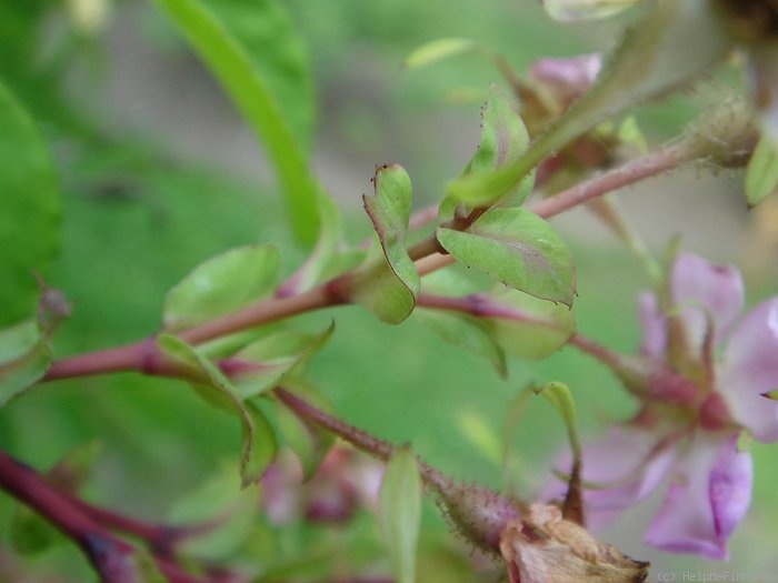 'R. multibracteata' rose photo