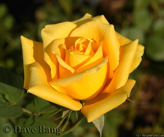 'Mohana ® (florists rose, Evers/Tantau, 2006)' rose photo