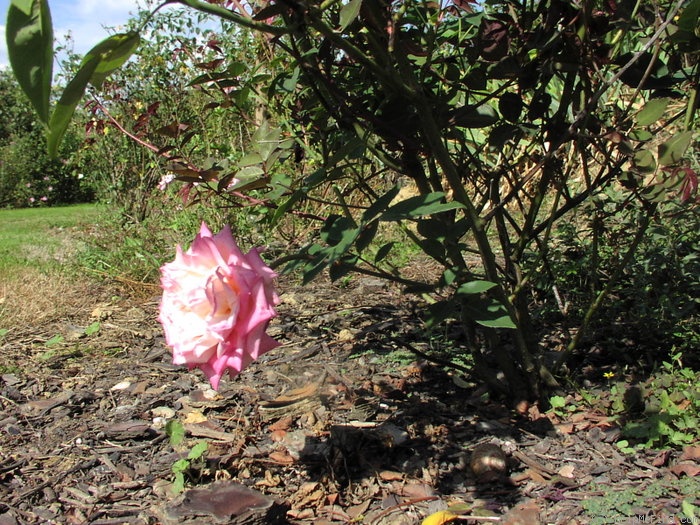 'Auguste Comte' rose photo