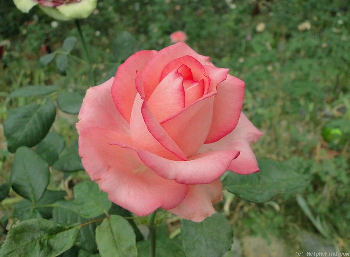 'Sandra (florists rose, Kordes, 2002)' rose photo