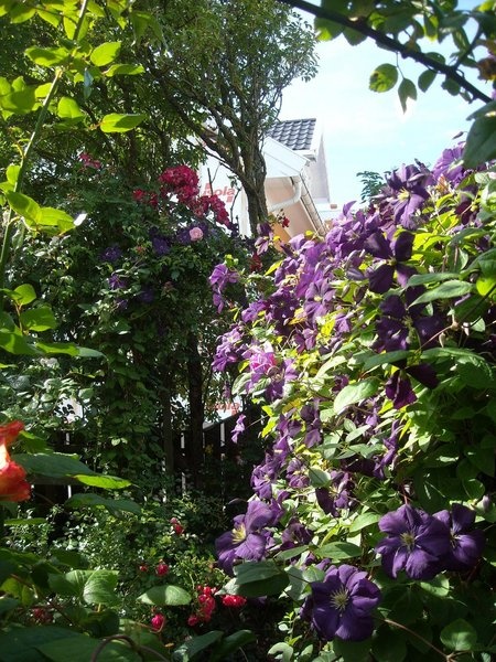 'Arvids garden, Lista'  photo