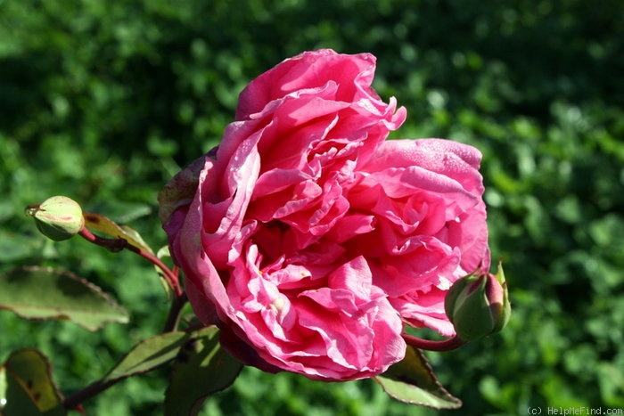 'Charles de Legrady' rose photo