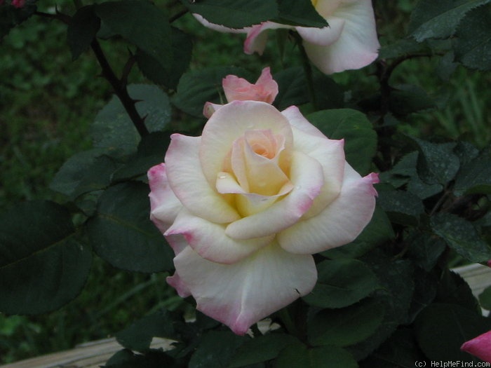 'Marie (hybrid tea, Sheldon, 1995)' rose photo