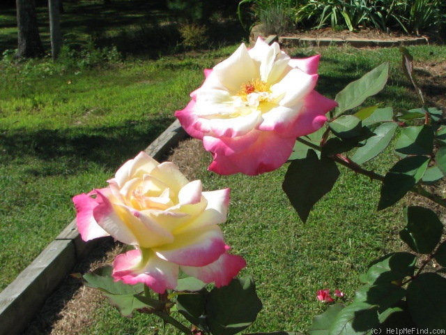 'Marie (hybrid tea, Sheldon, 1995)' rose photo