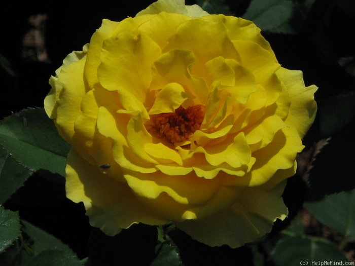'Jeffrey' rose photo