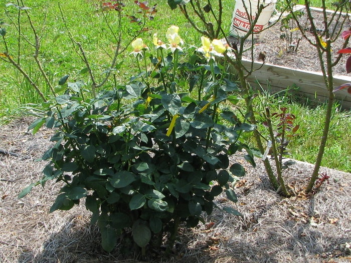 'Jeffrey' rose photo