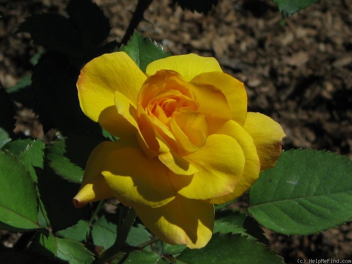 'Jeffrey' rose photo