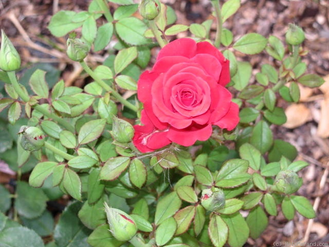 'Canadian Northlight' rose photo