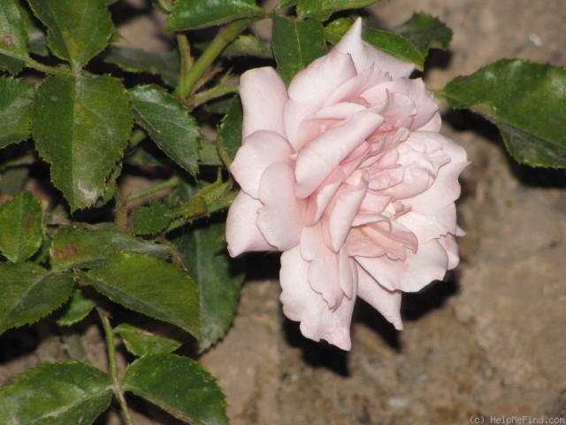 'Tantarra' rose photo