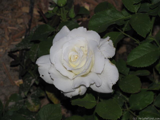 'Pope John Paul II ™ (Hybrid Tea, Zary, 2006)' rose photo