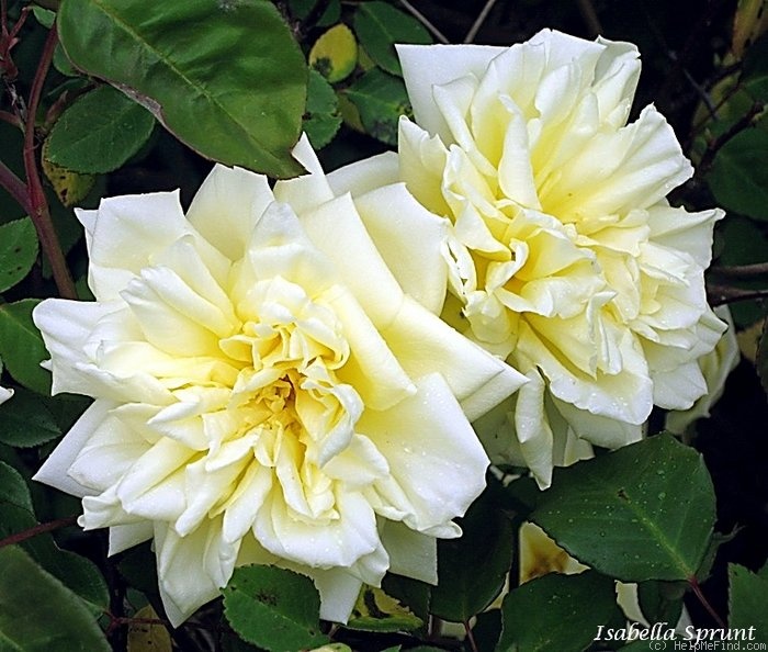 'Isabella Sprunt' rose photo