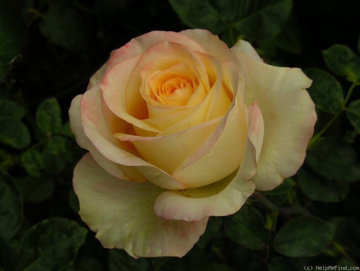 'San Diego Sweetheart' rose photo