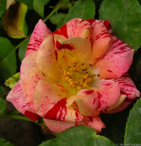 'The Streak' rose photo