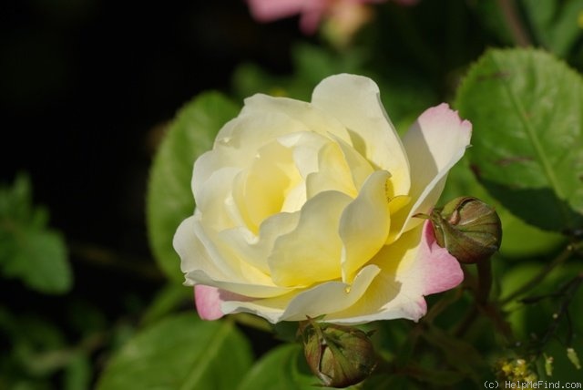 'André Brichet' rose photo