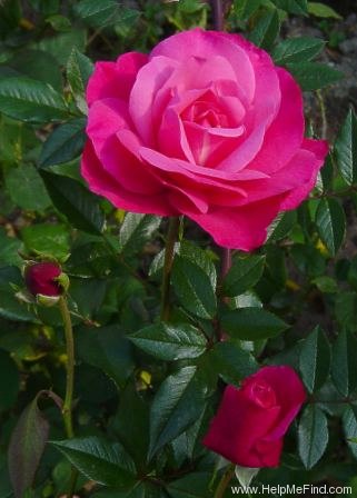 'Dolly ® (floribunda, Poulsen, 1973)' rose photo