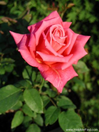 'Charlotte Armstrong' rose photo