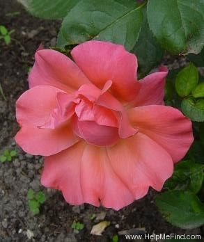 'Kathryn McGredy' rose photo