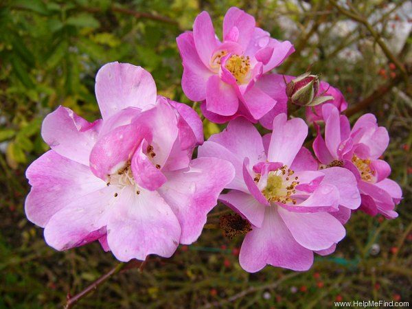 'Lavender Dream' rose photo