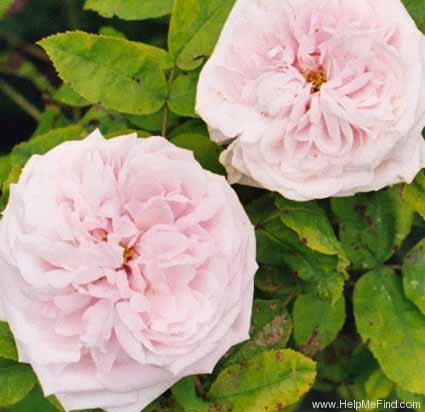 'Celina Dubos' rose photo