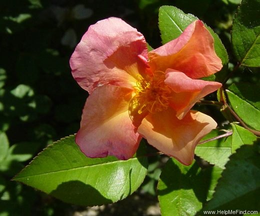 'Mutabilis (china, Unknown, before 1894)' rose photo