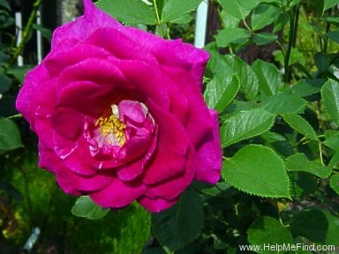 'Princess Alexandra™ (shrub, Olesen/Poulsen, 1988/1998)' rose photo