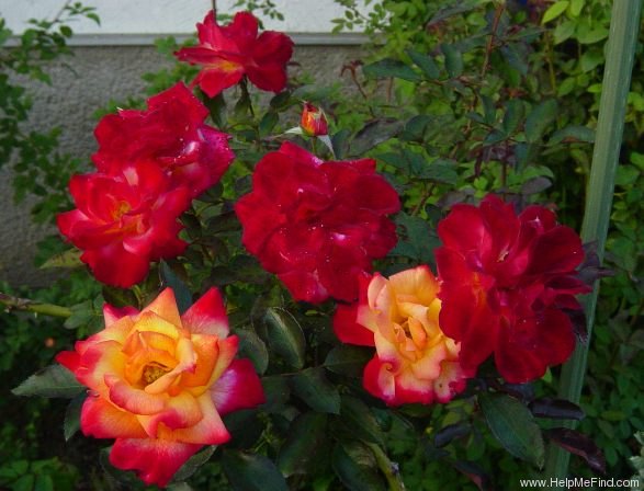 'Rumba ®' rose photo