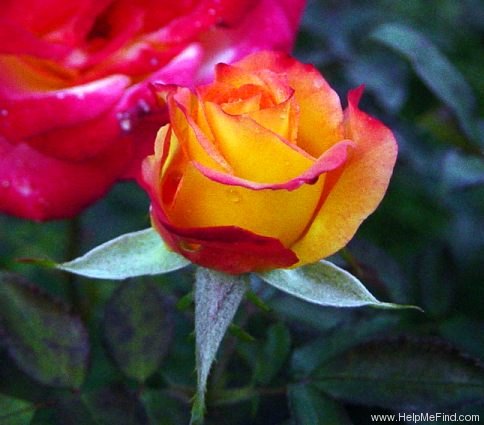 'Rumba ®' rose photo