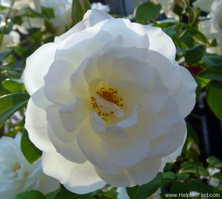 'Schneewittchen ® (floribunda, Kordes 1958)' rose photo