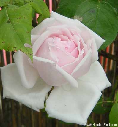 'Blairii No. 1' rose photo