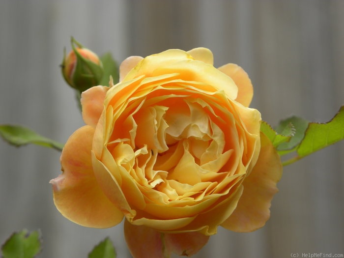 'Jeri Jennings' rose photo