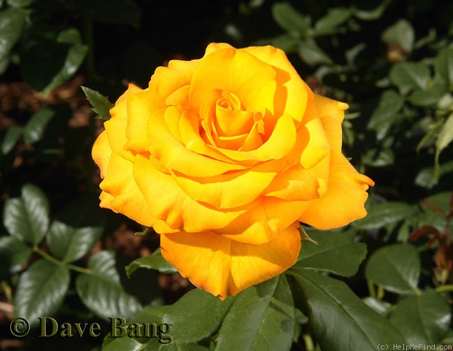 'Aloha ® (hybrid tea, Kordes, 1999)' rose photo