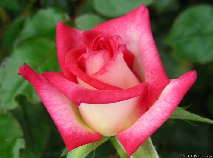 'Magic Show' rose photo