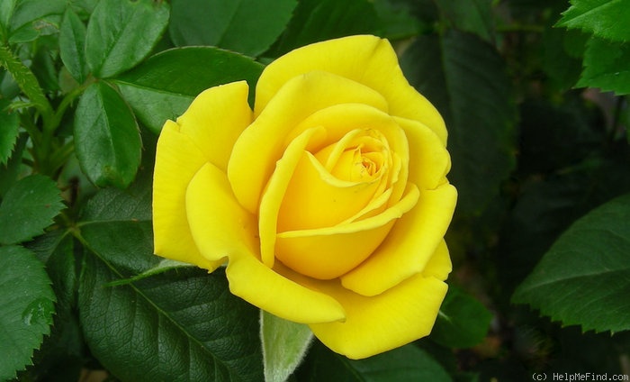 'Shockwave™ (Floribunda, Carruth 2006)' rose photo