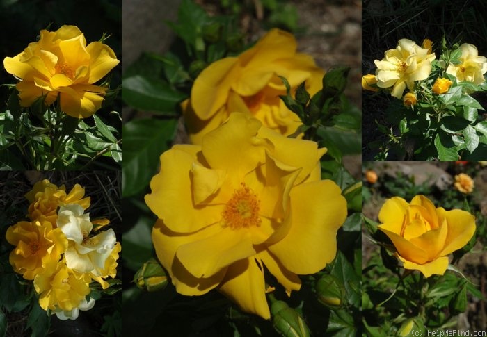 'Tibet-Rose' rose photo