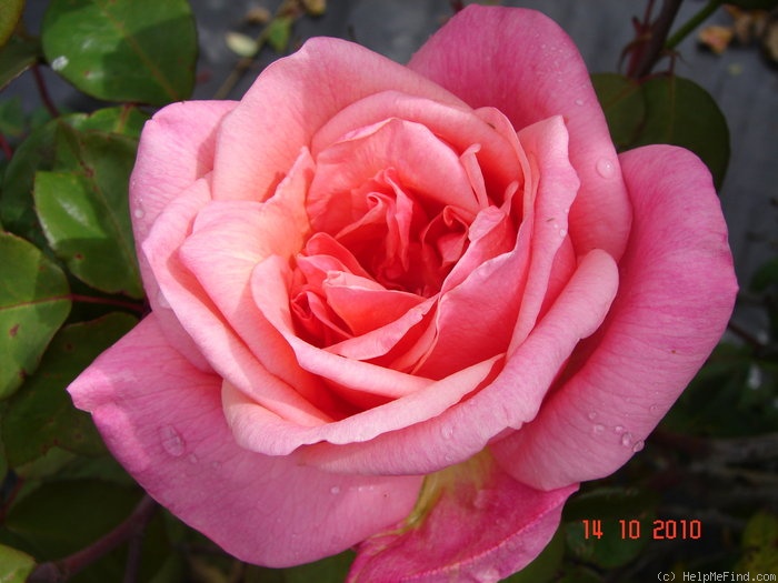 'Lorraine Lee Cl.' rose photo