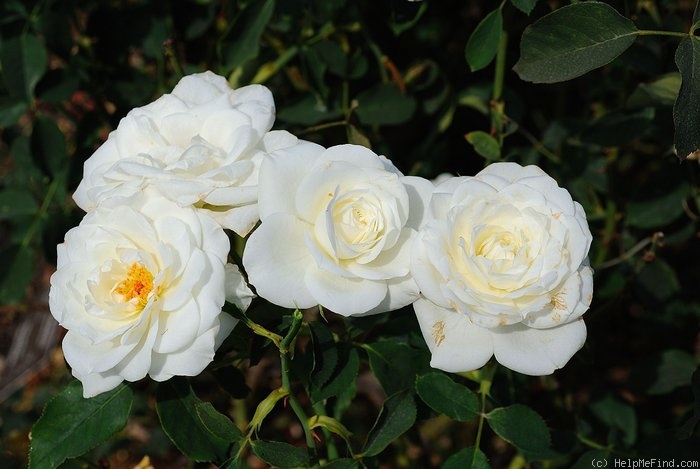 'Bride's White' rose photo
