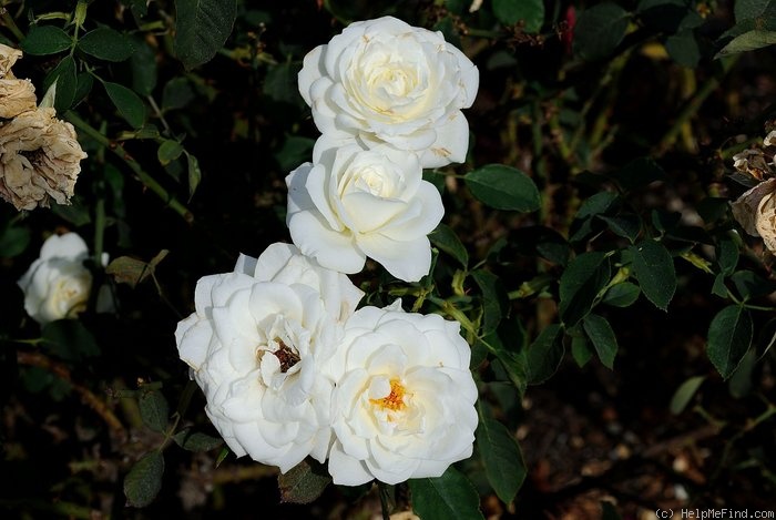 'Bride's White' rose photo