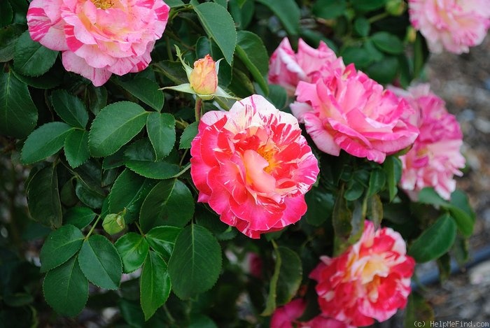 'Camile Pisarro' rose photo