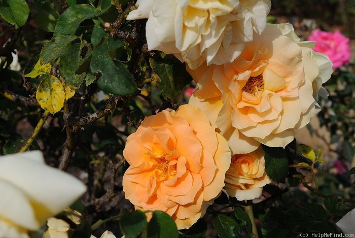 'Courvoisier ®' rose photo