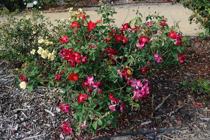 'Dusky Maiden (Floribunda, Grice, 1947)' rose photo