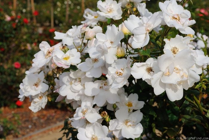 'Elfe (floribunda, Tantau, 1945)' rose photo