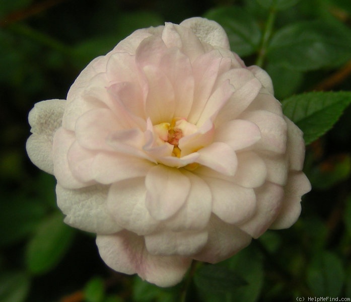 'Willie Winkie' rose photo