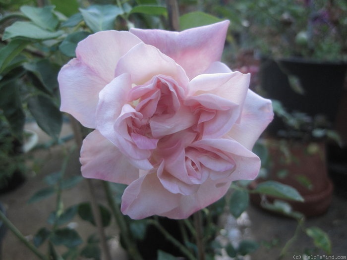 'Général Galliéni' rose photo