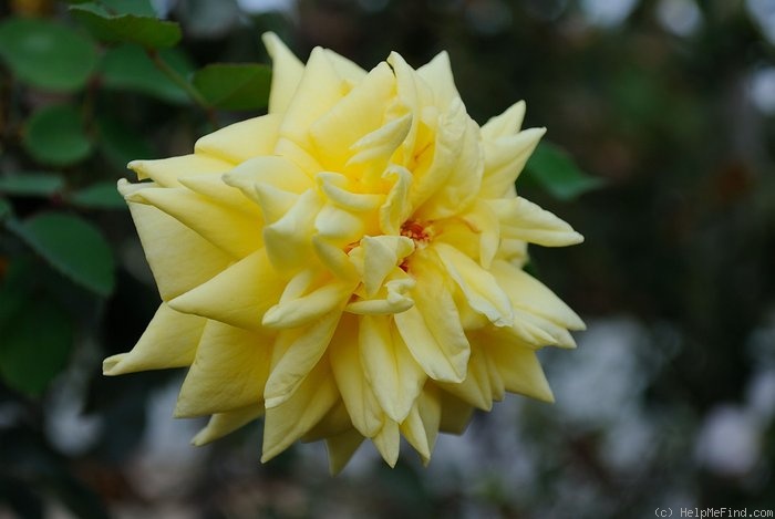 'King Boreas' rose photo