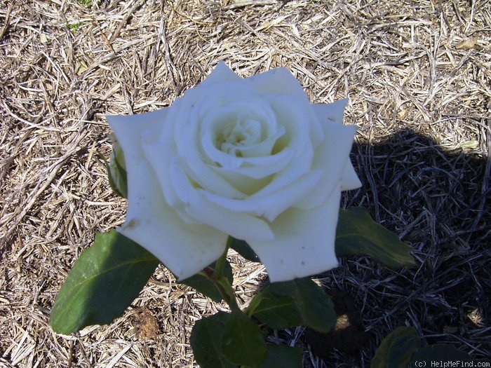 'Francis Phoebe' rose photo